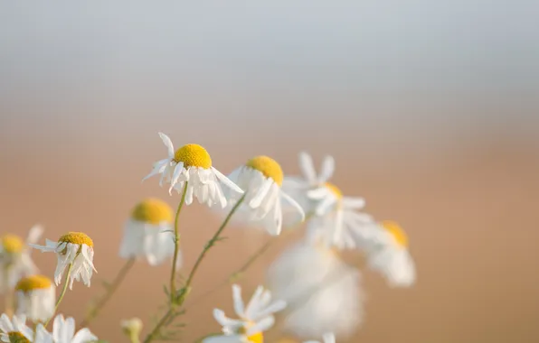 Picture flowers, nature, chamomile