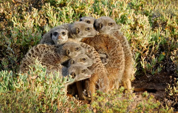 Picture nature, meerkats, family