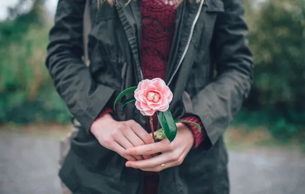 Flowers, hands, pink petals