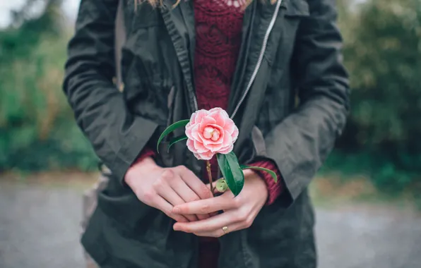 Flower, hands, pink petals