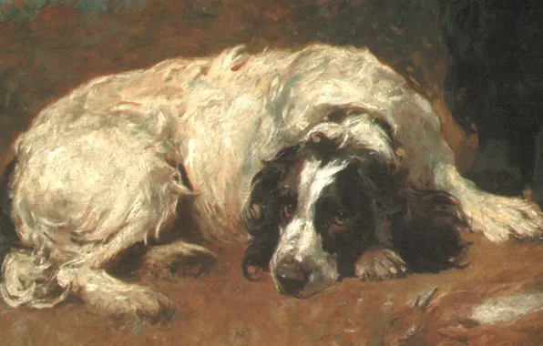 Picture dog, lies, EMMS2, french spaniel