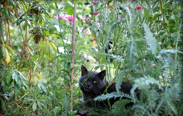 Greens, cat, summer, cat, look, leaves, flowers, nature
