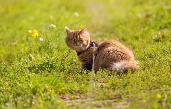 Picture greens, cat, summer, grass, look, light, pose, kitty