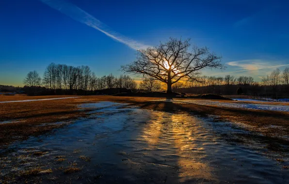 Ice, field, forest, the sky, the sun, snow, trees, dawn
