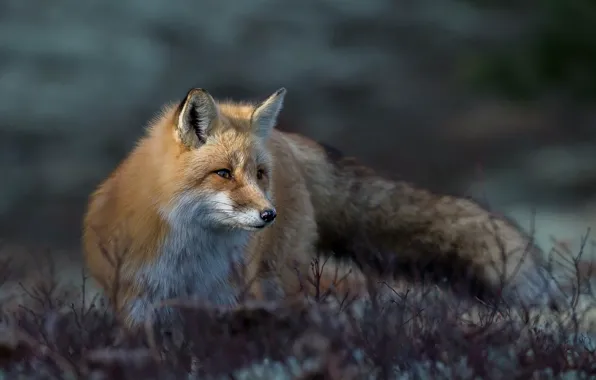 Plants, Fox, fur, red, great focus