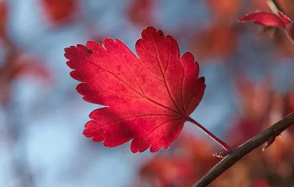 Picture autumn, sprig, Sheet, leaf, bokeh