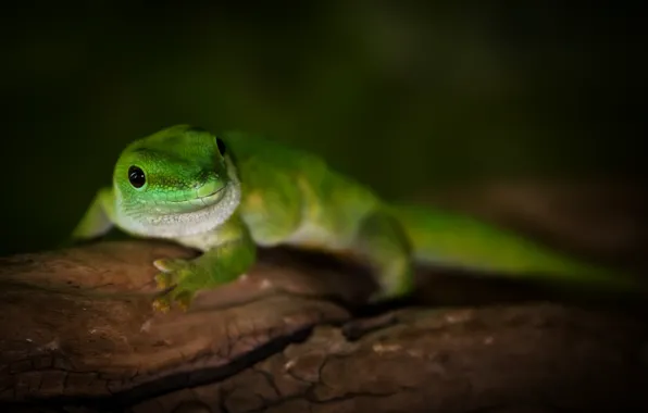 Picture macro, green, tree, lizard, Madagascar day gecko, day Gecko Madagascar