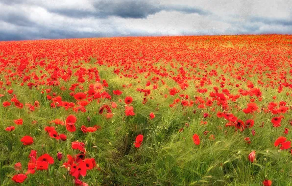Field, summer, landscape, flowers, nature, Maki, meadow, red