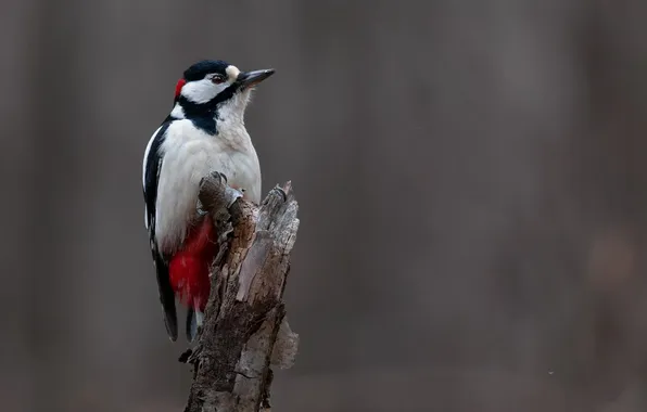 Picture bird, woodpecker, Marat Kuchkaev