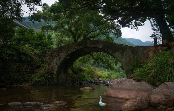 White, trees, mountains, bridge, stones, thickets, branch, bird