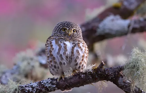 Look, background, tree, pink, owl, bird, branch, blurred