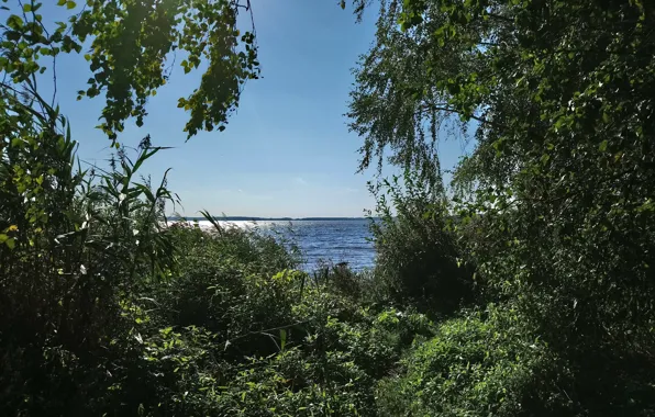 Wave, summer, trees, river, the wind, shore