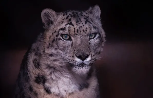 Face, background, Snow leopard, wild cat, IRBIS, Snow leopard