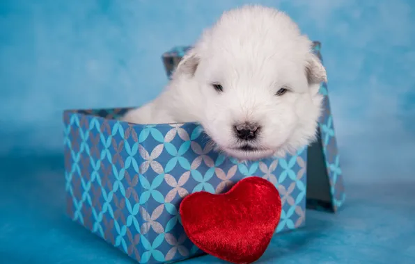 White, box, red, heart, dog, baby, muzzle, puppy