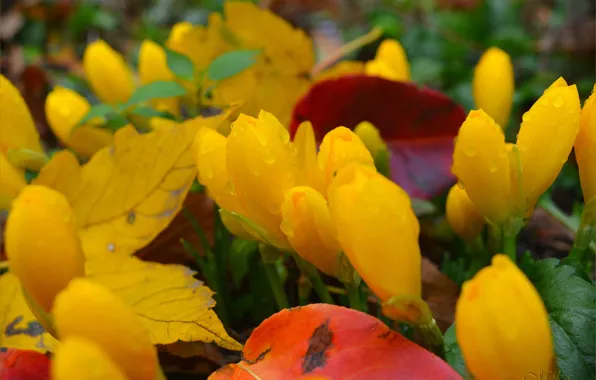 Picture Crocuses, Crocuses, Yellow flowers
