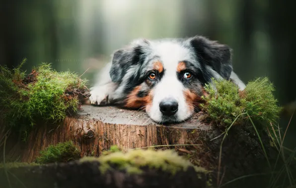 Picture look, face, moss, stump, Australian shepherd, Aussie