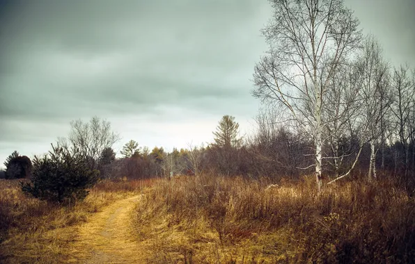 Autumn, nature, birch