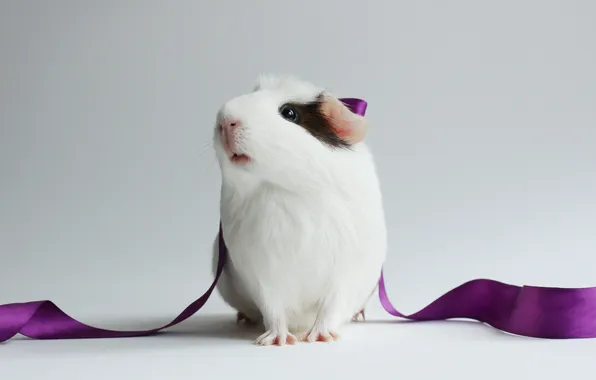 Picture tape, white, purple, Guinea pig, white background