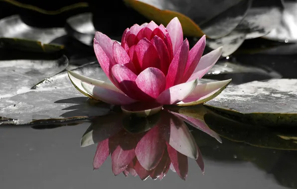 Picture water, lake, Lotus, leaf