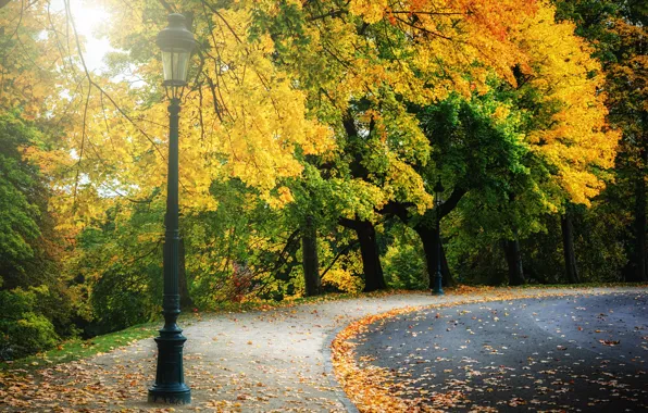 Road, autumn, forest, leaves, trees, Park, colorful, forest