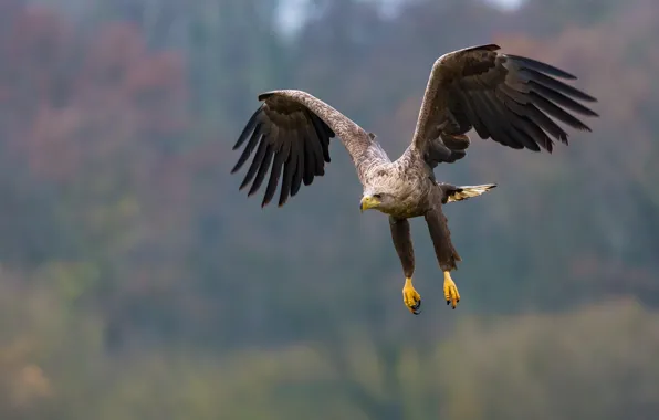 Flight, feathers, eagle