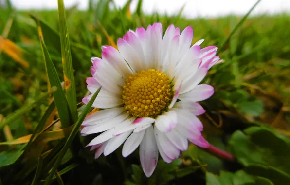 Picture flower, grass, macro, Daisy, grass, Flowers, macro, beauty