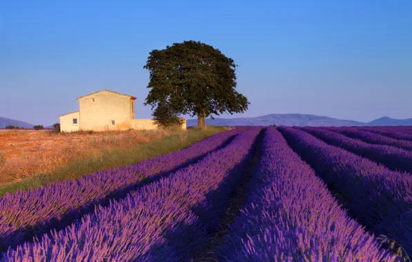 Field, the sky, tree, blue, France, house, lavender