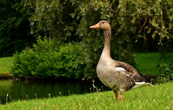 Greens, summer, grass, branches, nature, lake, pond, Park