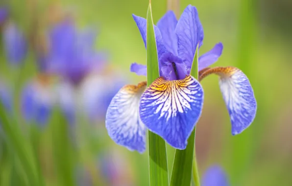 Macro, petals, bokeh, Iris, Iris