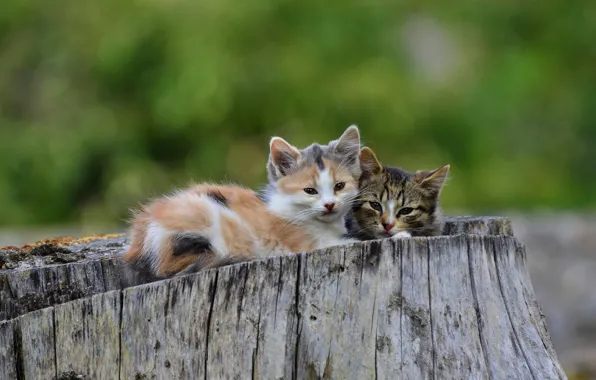 Cats, stump, pair, kittens, kids, a couple, two, two kittens