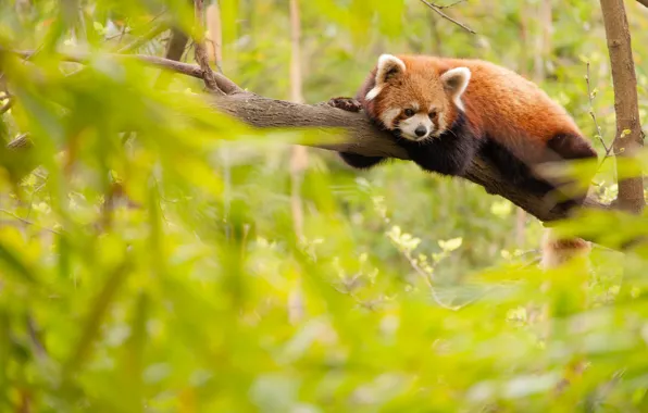 Greens, nature, background, tree, foliage, branch, lies, red Panda