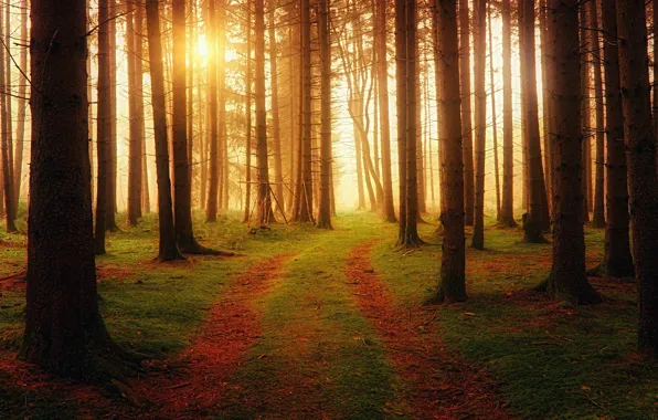 Autumn, forest, the sun, rays, light, trees, branches, nature