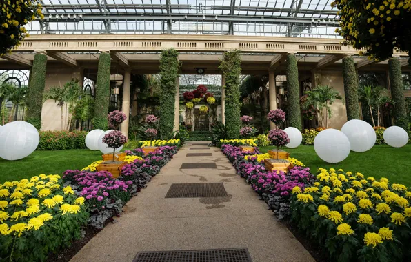 Flowers, design, garden, America, chrysanthemum, Longwood Gardens
