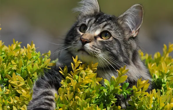 Picture cat, look, muzzle, foot, Norwegian forest cat