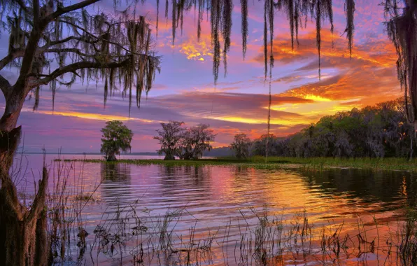 Picture trees, lake, dawn, morning, FL, Florida, Lake Iskapoga, Lake Istokpoga
