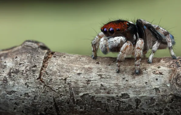 Macro, background, tree, spiders, legs, spider, bark, hairy