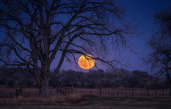 The sky, trees, night, the moon, glade, Field, the full moon, blue