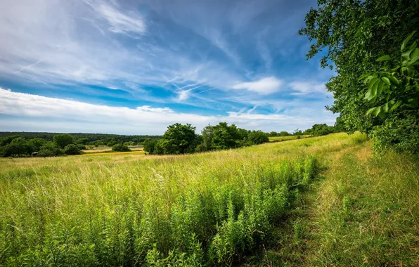 Picture field, the sky, grass, spring
