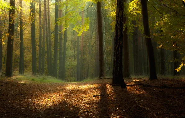 Picture autumn, forest, nature, foliage