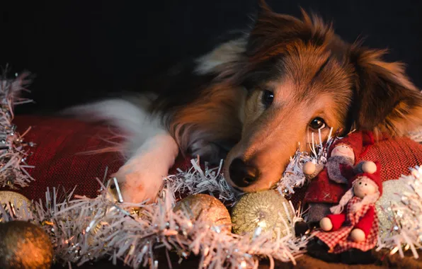 Look, pose, the dark background, dog, mattress, Christmas, puppy, New year