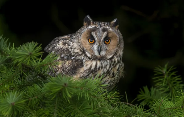 Look, branches, the dark background, owl, bird, portrait, needles