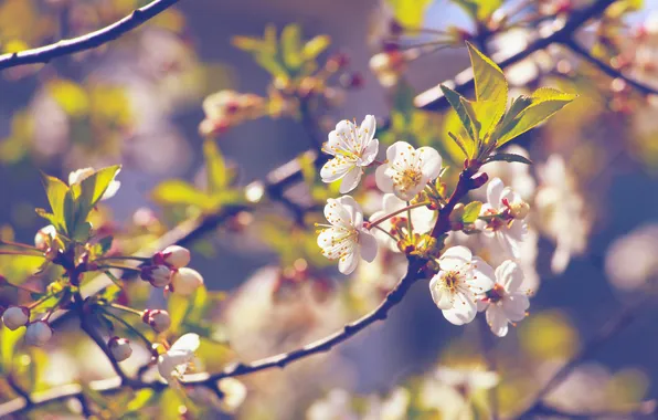 Leaves, light, flowers, branches, cherry, branch, spring, white