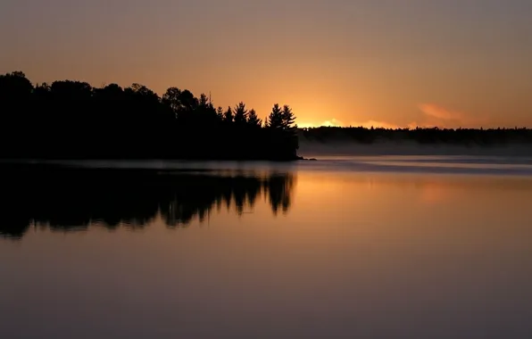 Forest, nature, river, the evening