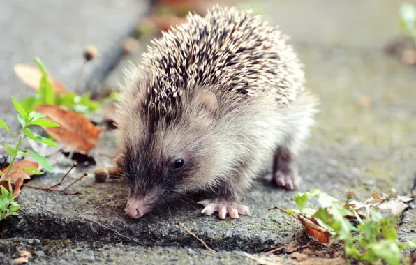 Picture autumn, leaves, animal, hedgehog