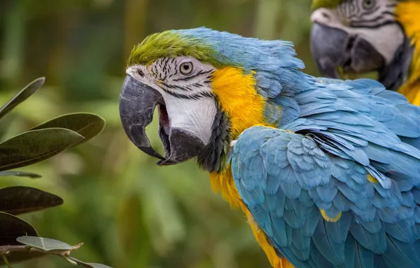 Bird, beak, parrot, bokeh, Ara
