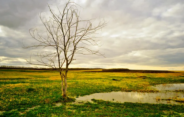 Sadness, autumn, the sky, grass, clouds, puddle