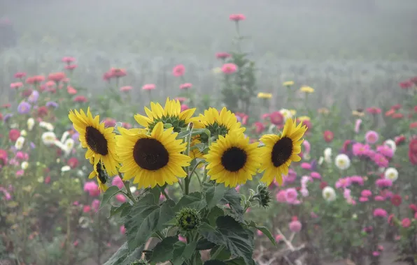 Summer, sunflowers, flowers