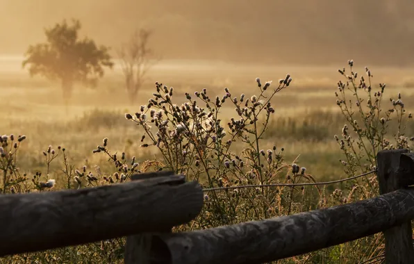 Grass, fog, the fence