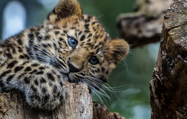 Picture look, animal, Leopard, predator, color, cub