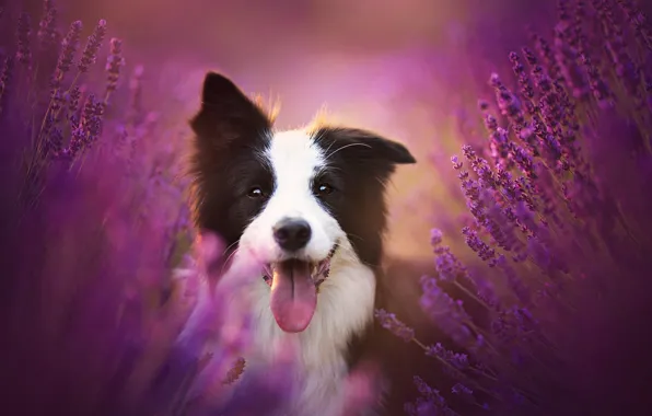 Language, joy, flowers, mood, dog, lavender, The border collie